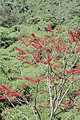 The cloud forest near the Cock of the Rock leks in the Manu reserve 